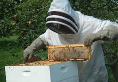 teach you about beekeeping successfully big3