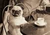 accept your TIP and treat myself out for a coffee small3