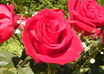 put your flower, florist, floral, Wedding, Funeral Advertisement on my site as Featured, 11,000 vistors per mo small3