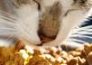 help you choose the best food and develop a healthy meal plan for your Dog or Cat for optimum health, weight loss, allergies, etc small3