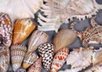 send you a bag of seashells small1