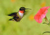 give you a rotating banner for 6 months
