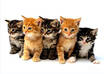 send you 100 recipes for your kitty cat
