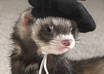Beretferret