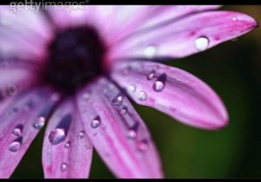 find you royalty free images in high resolution with no watermarks big1
