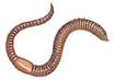 50 worms small1