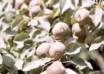 Rachelwolfe_goldenpear2