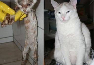 give you advice about your pet cat big1