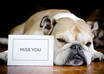 take a pro quality picture of my mini english bulldog with your message small1