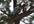 create a hd video on TREETOP by climbing up and showing your message