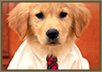 give you tips about pet care