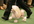 provide you Ebook to train your dog shows