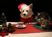 make a Christmas video with my dog Ozzy writing your message small1
