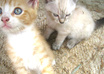 give you a picture of a cat of your choice