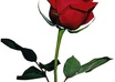 write you a sensual fantasy piece or romance with 1200 words or more with any content you desire