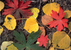 mail you a leaf from the Rocky Mountains