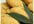 give you the Best Cannabis Cookie recipe that will blow your mind