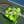 davtennis
