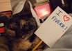 send you a unique picture of my cat holding a sign with your message on it, fun and cute small1
