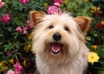 help your dog or any pet live a safer and longer life