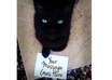 give you a hires instagram style photo of my cute kitten cat holding a sign with your message
