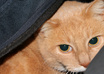 let my cat hold your message