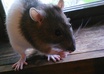 give you advice about your pets health