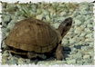 analyse your website and tell you why it is slow