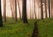 Nature_trees_forest_fog_mist_woods_desktop_2048x1536_hd-wallpaper-549999