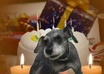 create a personalized video of my dog singing Happy Birthday to anyone you like small1