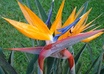 create and display your banner on my Hawaii related website