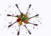 create a certified Chef Testimony small1