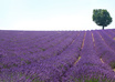 send you a picturesque postcard from the South of France