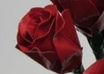 Duct_tape_rose