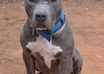 post you as a hero for a dog or cat in need on our rescue FB page