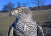 make a video with your message and my hawk Mordor small1