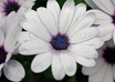 send you a personal greeting from British Columbia Canada