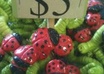eat A Bug Of Your Choice