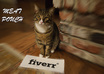 take a picture of your logo or text with my cute kittens small1