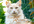 make a CUTE Kitty Cat Cat Video with Your Message
