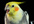 make a Voiceover Cute Bird, Nymph High Quality Video with Your Message