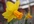 send you this entire High Quality photoalbum from our garden of around 60 photos