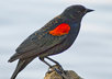 recommend bird watching spots in Sonoma County