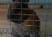 feed a rescued bunny fresh veggies, video tape her nibbling with a thank you message to you and send you the video of it to post on Facebook