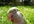 make a cute bird video