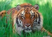 Wild_14