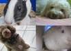 provide you with home remedies for ticks, fleas, bugs and pet parasites