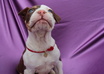 send you 5 photo of my dog with your logo or message small1