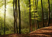 send you sound of FOREST exclusively
