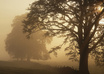 create a beautiful Mothers Day Family Tree Chart